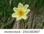 Close up of Alpine anemone (Pulsatilla alpina) also known as "pasqueflower"