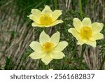 Close up of Alpine anemone (Pulsatilla alpina) also known as "pasqueflower"