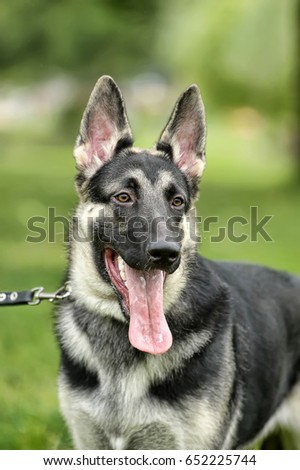 Close Up Alsatian Wolf Dog Or German Shepherd Dog On Green Grass Background. Deutscher Dog.
