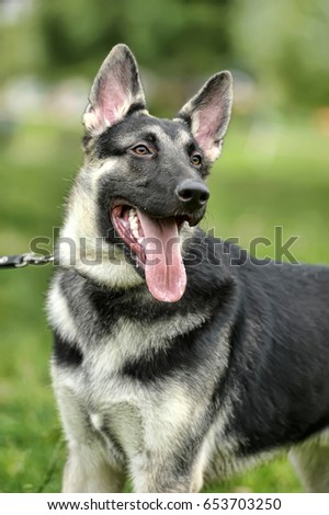 Close Up Alsatian Wolf Dog Or German Shepherd Dog On Green Grass Background. Deutscher Dog.
