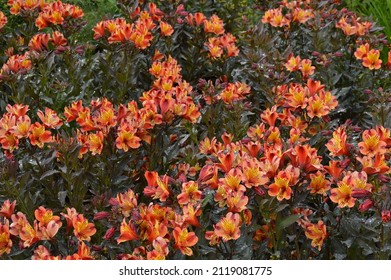 Close Up Of Alstroemeria Indian Summer Flowers Seen Outdoors.