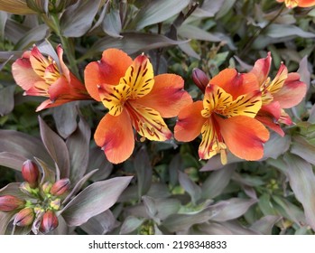 Close Up Of Alstroemeria Indian Summer Plant And Flowers Seen In The Garden In The UK In Late Summer.