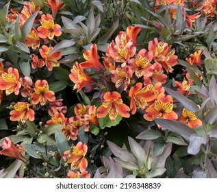 Close Up Of Alstroemeria Indian Summer Plant And Flowers Seen In The Garden In The UK In Late Summer.