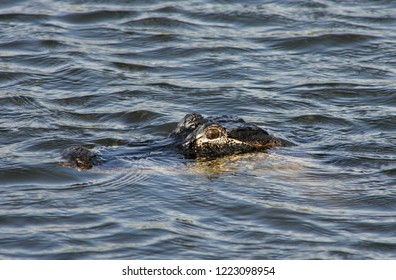 A Close Up Of An American Aligator In A Lake In Remote South Florida