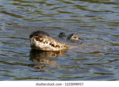 A Close Up Of An American Aligator In A Lake In Remote South Florida