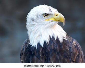 close up of a American Bald Eagle  - Powered by Shutterstock - Get 15% off with code: PIKWIZARD15