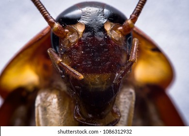 Close Up American Cockroach Face