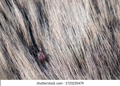 Close Up Of American Dog Tick Crawling Animal Fur. These Arachnids A Most Active In Spring And Can Be Careers Of Lyme Disease Or Encephalitis. Nobody