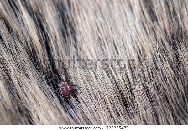 Close up of American dog tick\
crawling animal fur. These arachnids a most active in spring and\
can be careers of Lyme disease or encephalitis.\
Nobody