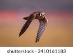 close up of an American kestrel on the fly