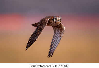 close up of an American kestrel on the fly - Powered by Shutterstock