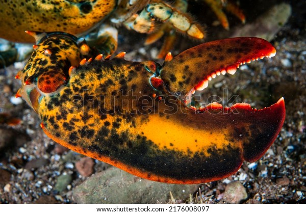 Close up of an American lobster\'s claw\
underwater in the Gulf of St.\
Lawrence.