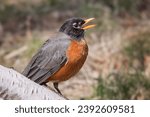 Close up American Robin (Turdus migratorius) perched on Birch tree blurry background in the Chippewa National Forest, northern Minnesota USA