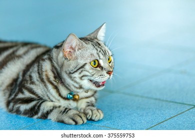 Close Up American Short Hair Cat.