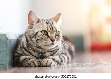 Close Up American Short Hair Cat.