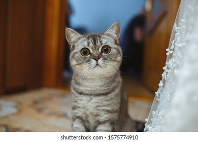 Silver Tabby Cat Images Stock Photos Vectors Shutterstock