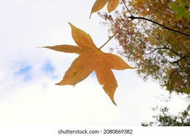  Close Up Of American Sweetgum Leaf