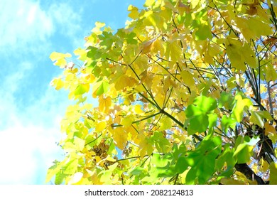 Close Up Of American Sweetgum Leaf