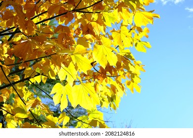 Close Up Of American Sweetgum Leaf