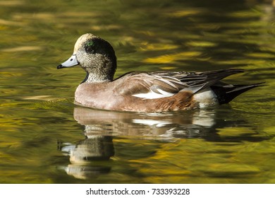 Close Up Of American Wigeon At Cannon Hill Park In Spokane, Washington.