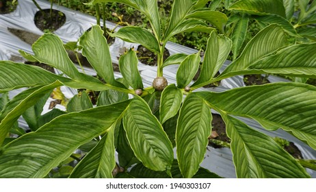 Close Amorphophallus Muelleri Blume Leaf Common库存照片1940303107 ...