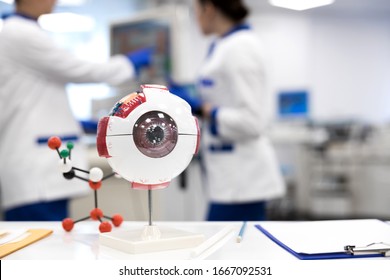 Close up of anatomical eye model for study of the external and internal anatomy of the eye ball stock photo - Powered by Shutterstock