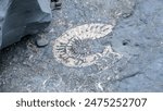 Close up of ancient ammonite fossil exposed on surface of rock at Kilve Beach on Jurassic Coast in England UK