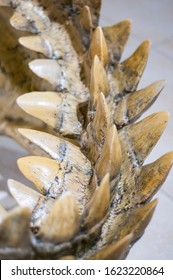 Close Up Of An Ancient Shark Vertebral Column. Shark Bones. Museum Exhibit. Zoology Museum.