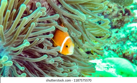 Close up of anemone fish in Eilat, Israel - Shutterstock ID 1187575570