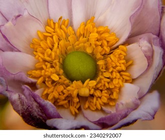 Close up of an Anemone Frilly Knickers flower head in a garden in Suffolk, UK