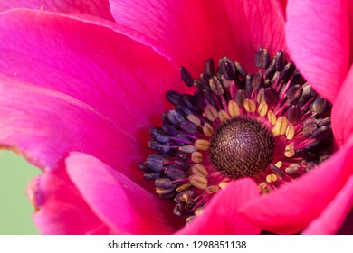 Close up of an anemone in full bloom