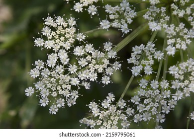 Close Up Angelica Flower In Natural Background.