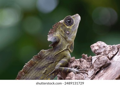 Close up of a angle head lizard ( Gonocephalus bornensis ) 