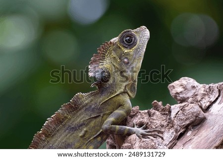 Close up of a angle head lizard ( Gonocephalus bornensis ) 