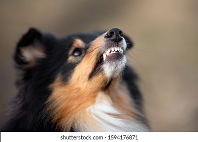 Close Up Of Angry Doog Teeth, Dog Snarling Outdoors