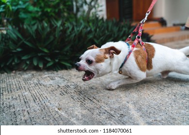 Close Up Angry Face Chihuahua Dog On The Leash