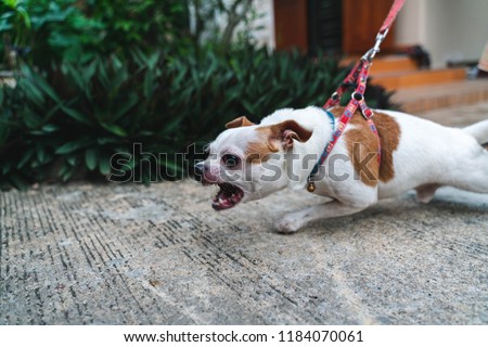 Close up angry face Chihuahua dog on the leash