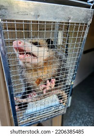 Close Up Of An Angry Opossum In A Live Trap