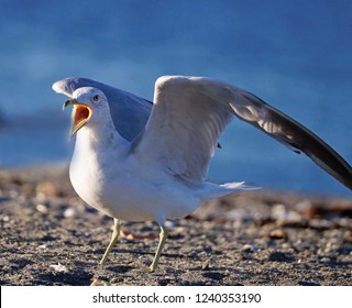 Close up of an angry  Seagull screaming having his food stolen