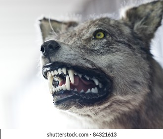 Close Up Of An Angry Wolf