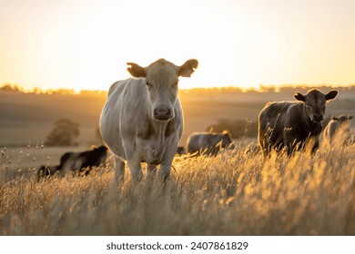 Close up of Angus and Murray Grey Cows eating long pasture in Australia	at dusk  - Powered by Shutterstock