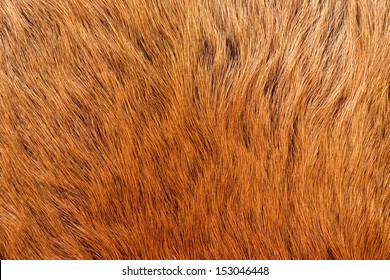 Close Up Of An Animal Colored Fur Texture