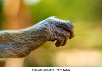 Close Up Of Animal Hand. Monkey Hand.