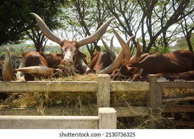 Close Up Ankole Watusi Cows Show Large And Long Horn Eaten Hay In Cowshed At Cattle Farm Or Outdoor Zoo