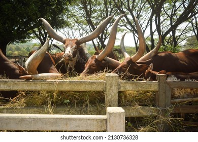 Close Up Ankole Watusi Cows Show Large And Long Horn Eaten Hay In Cowshed At Cattle Farm Or Outdoor Zoo