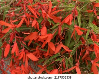 Close Up Of The Annual Bedding Plant Begonia Firewings Seen In The Garden In Late Summer.