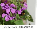Close up Annual honesty (Lunaria annua) with pink flowers. Garden bumblebee (Bombus hortorum), family Apidae. In front of a wall and door. Spring, April. Netherlands                               