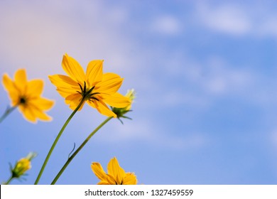 Close Up Ant View Starburst Flower Meadow Garden On Blue Sky