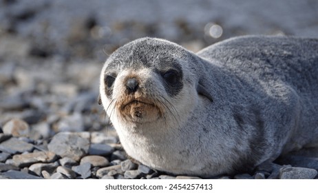 Close up of an Antarctic fur seal (Arctocephalus gazella) at Stromness, South Georgia Island