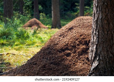 close up of an anthill and an out of focus anthill in the background, green forest, Formica polyctena